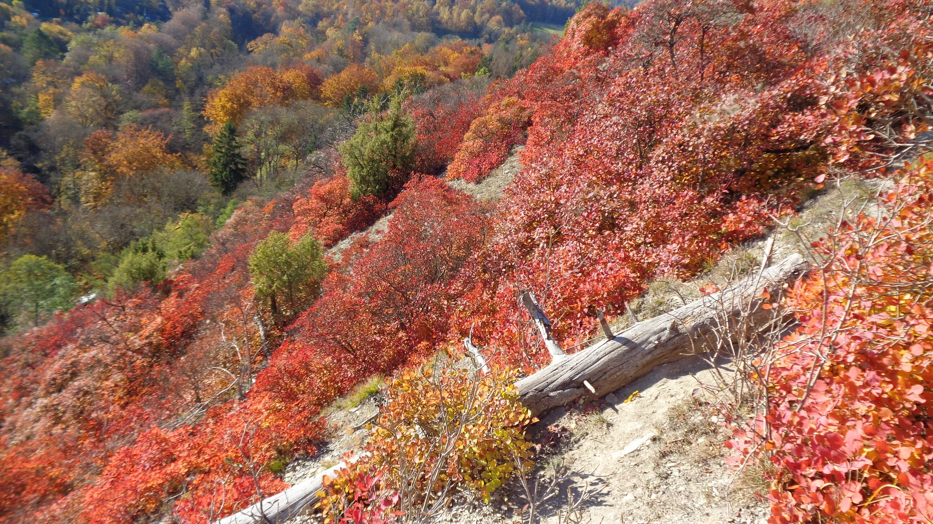 Prückensträucher | © Gundula Günther