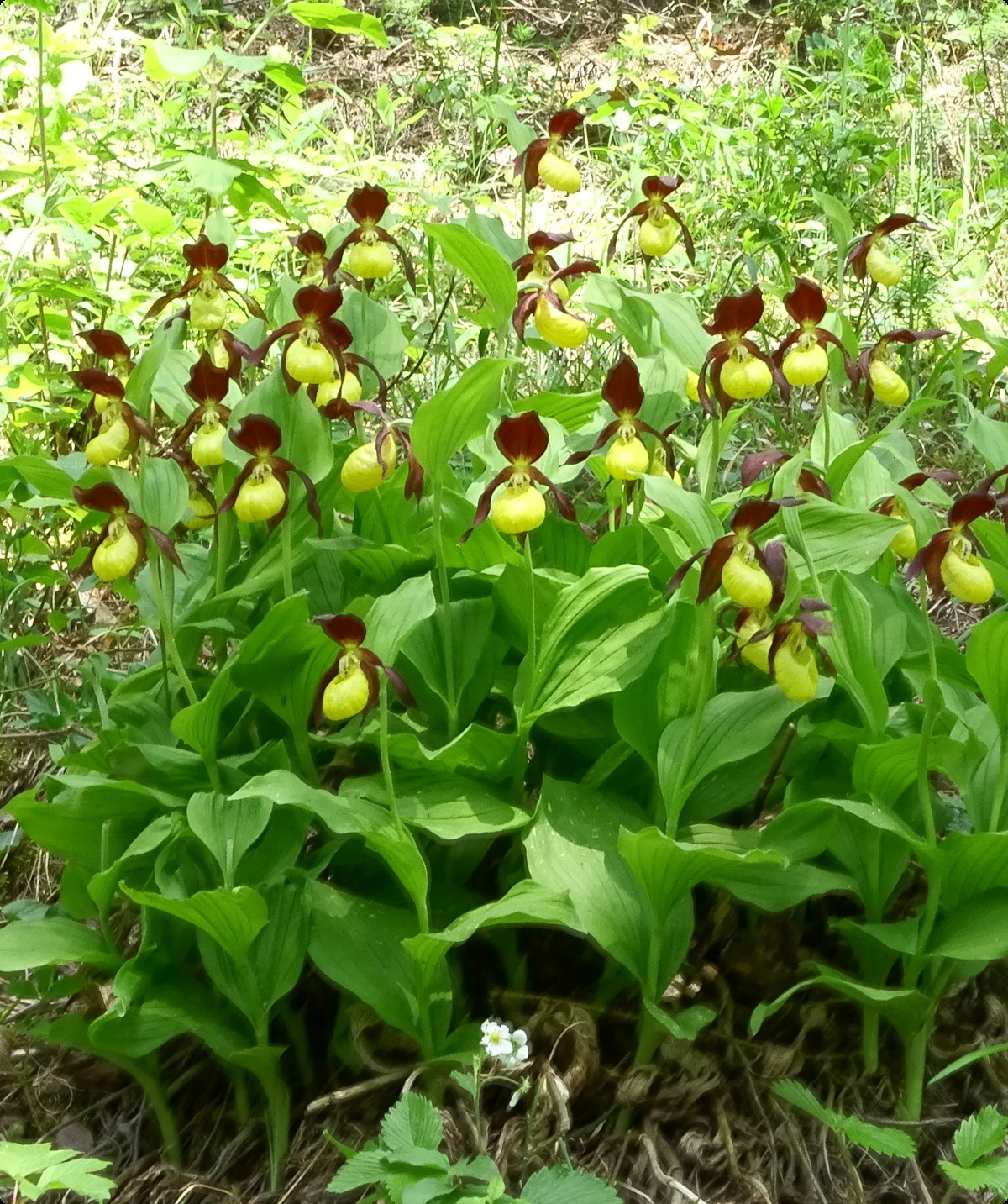 Frauenschuhe bei Großkochberg | © Gabriele Henne