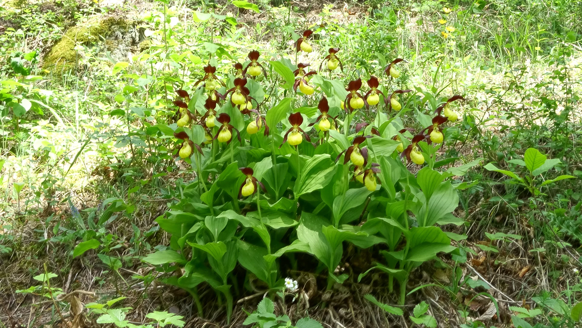 Frauenschuhe bei Großkochberg | © Gabriele Henne