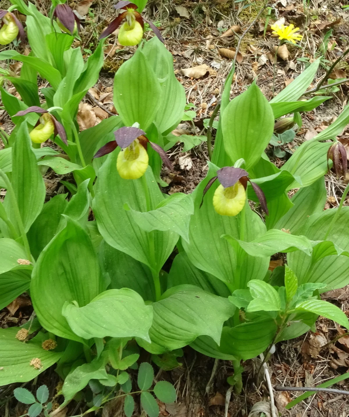 Frauenschuhe bei Großkochberg | © Gabriele Henne