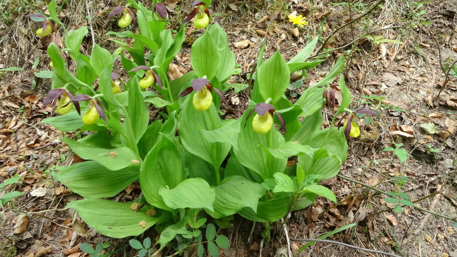 Frauenschuhe bei Großkochberg | © Gabriele Henne