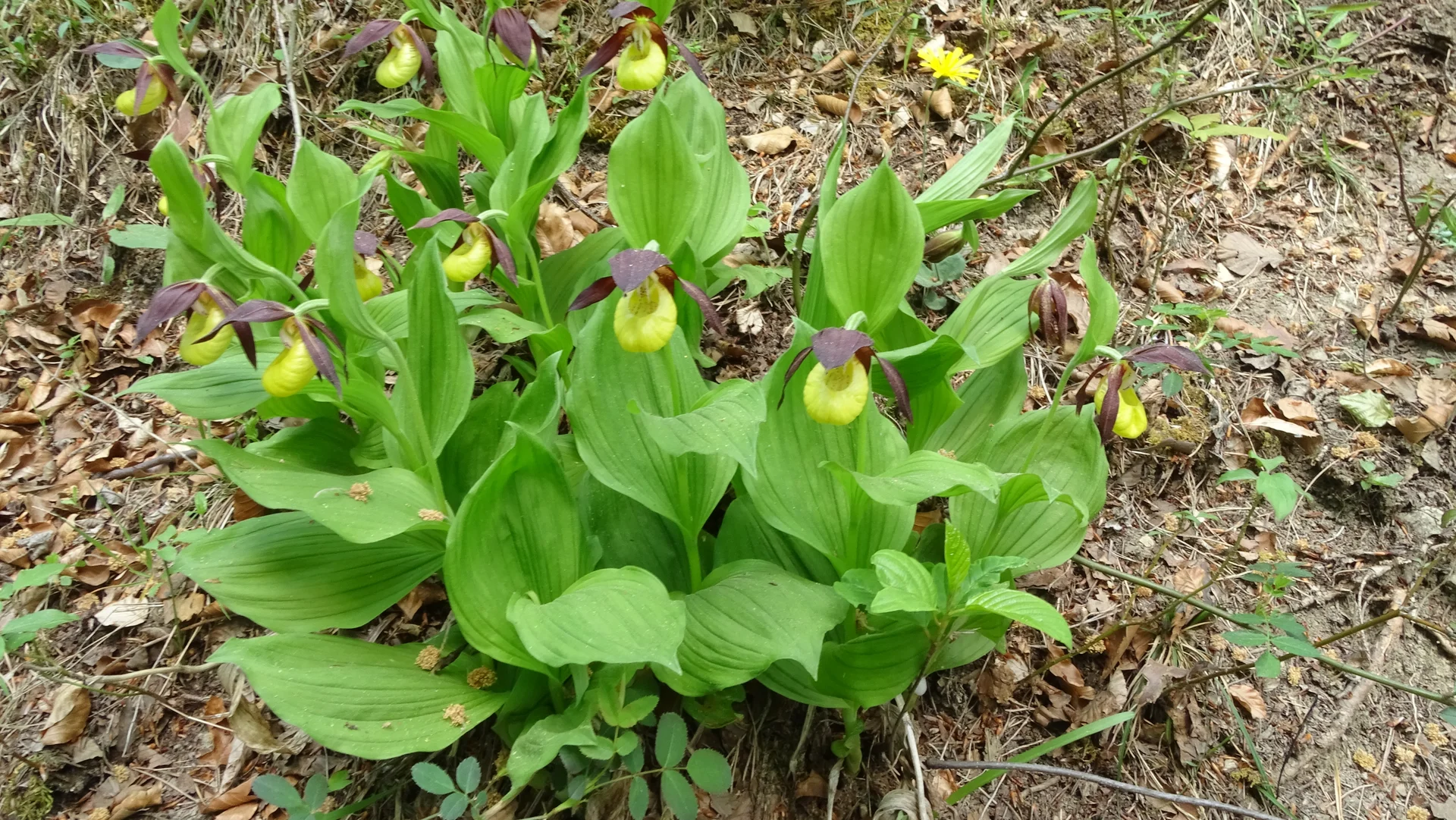 Frauenschuhe bei Großkochberg | © Gabriele Henne