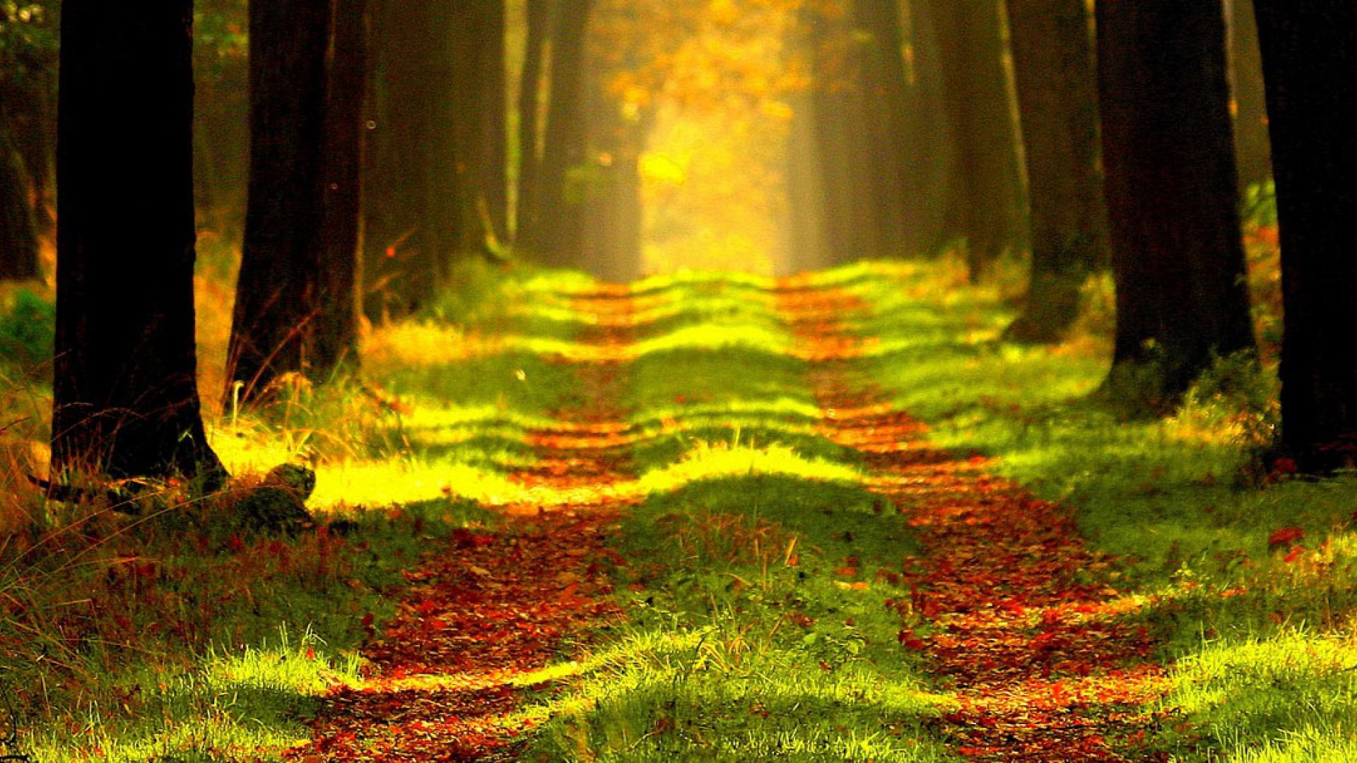 Waldwanderweg | © Bild von Radosław Cieśla auf Pixabay 