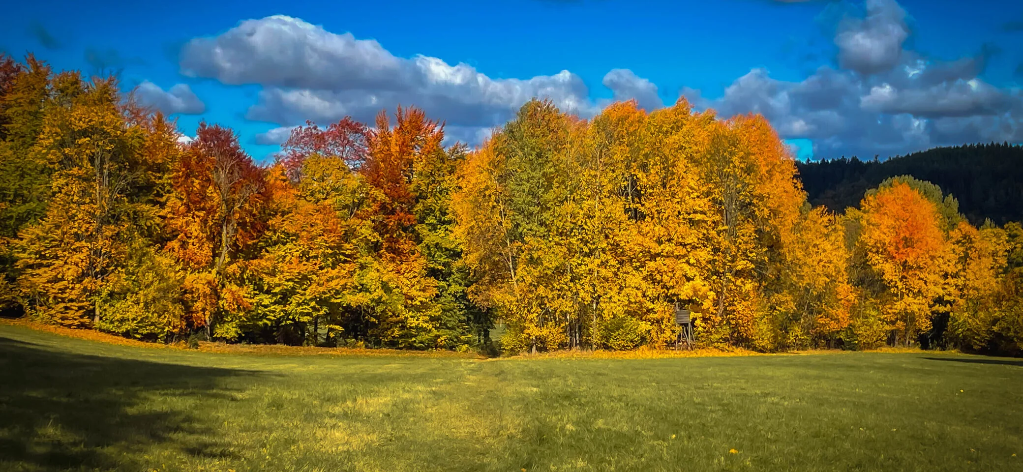 Herbstlicher Wald im Erzgebirge | © M. Gleichmann