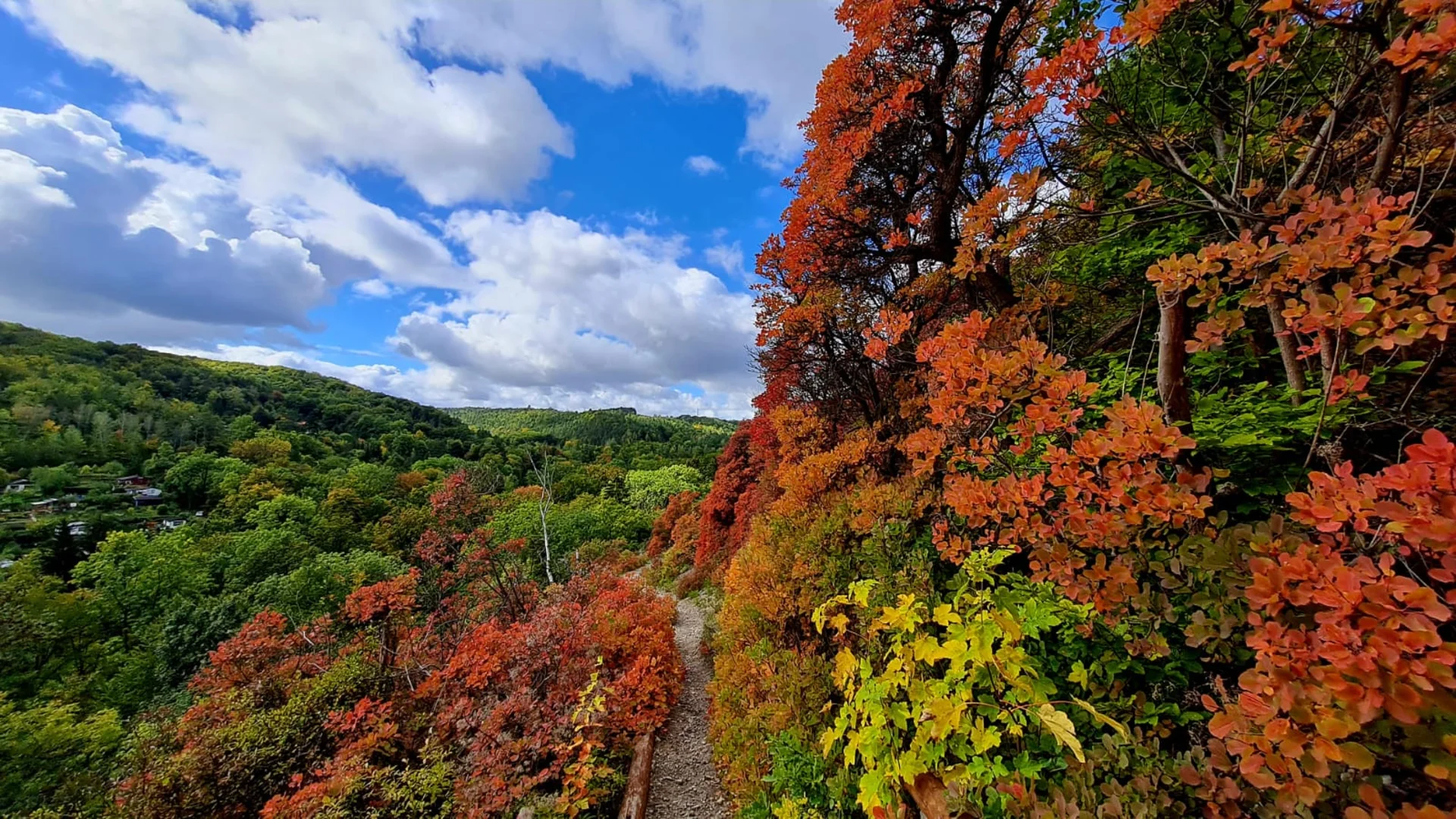 Perückensträucher bei Jena | © Marion Proschmann