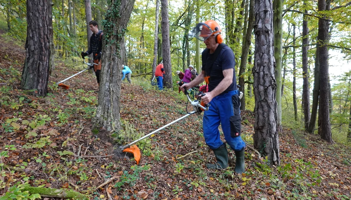 So wird es wieder licht im Orchideenwald | © Gabi Henne