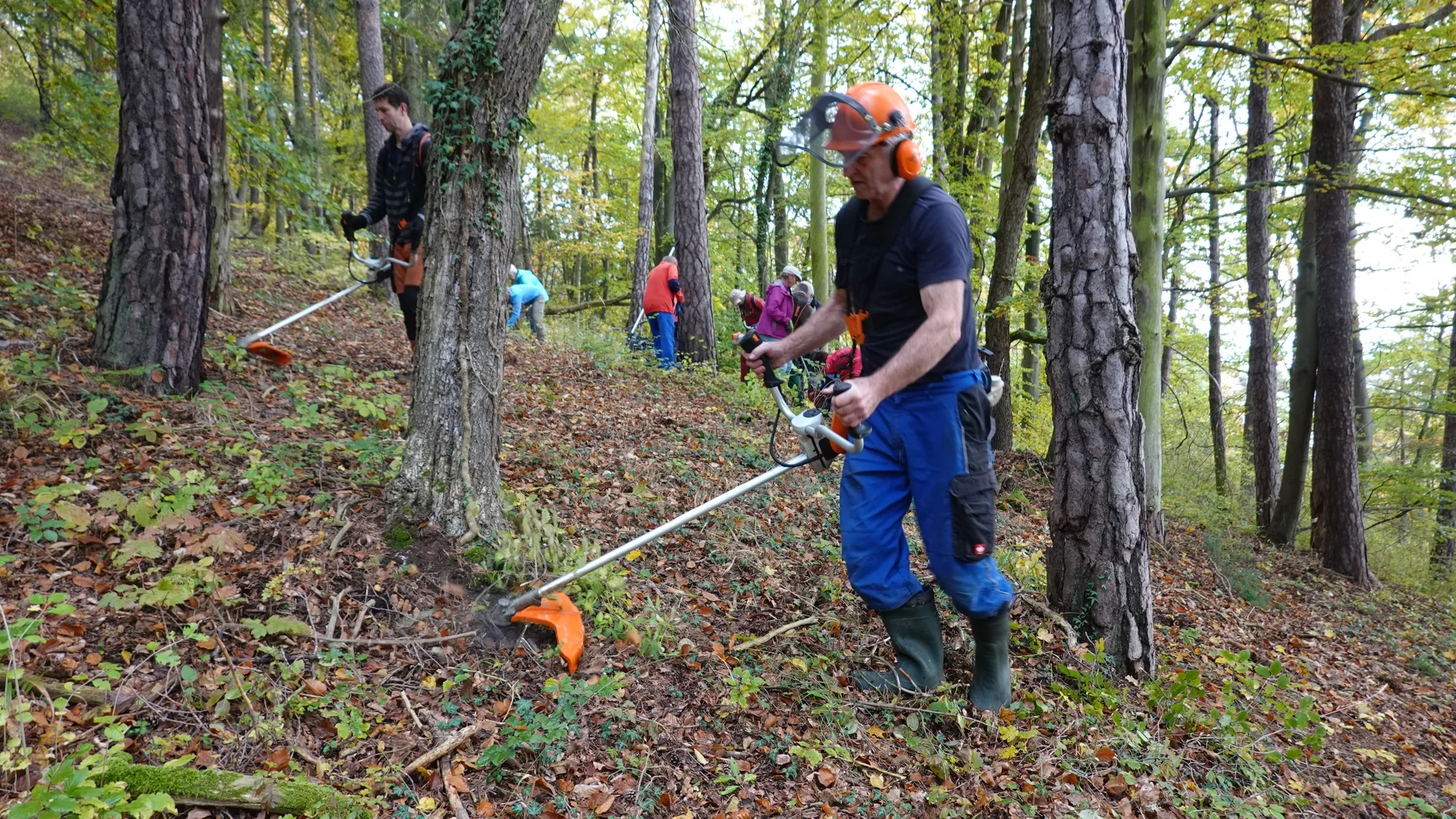 So wird es wieder licht im Orchideenwald | © Gabi Henne
