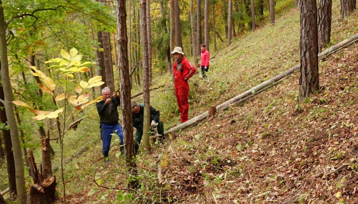 Auch ein paar Bäume müssen gefällt werden | © Gabi Henne