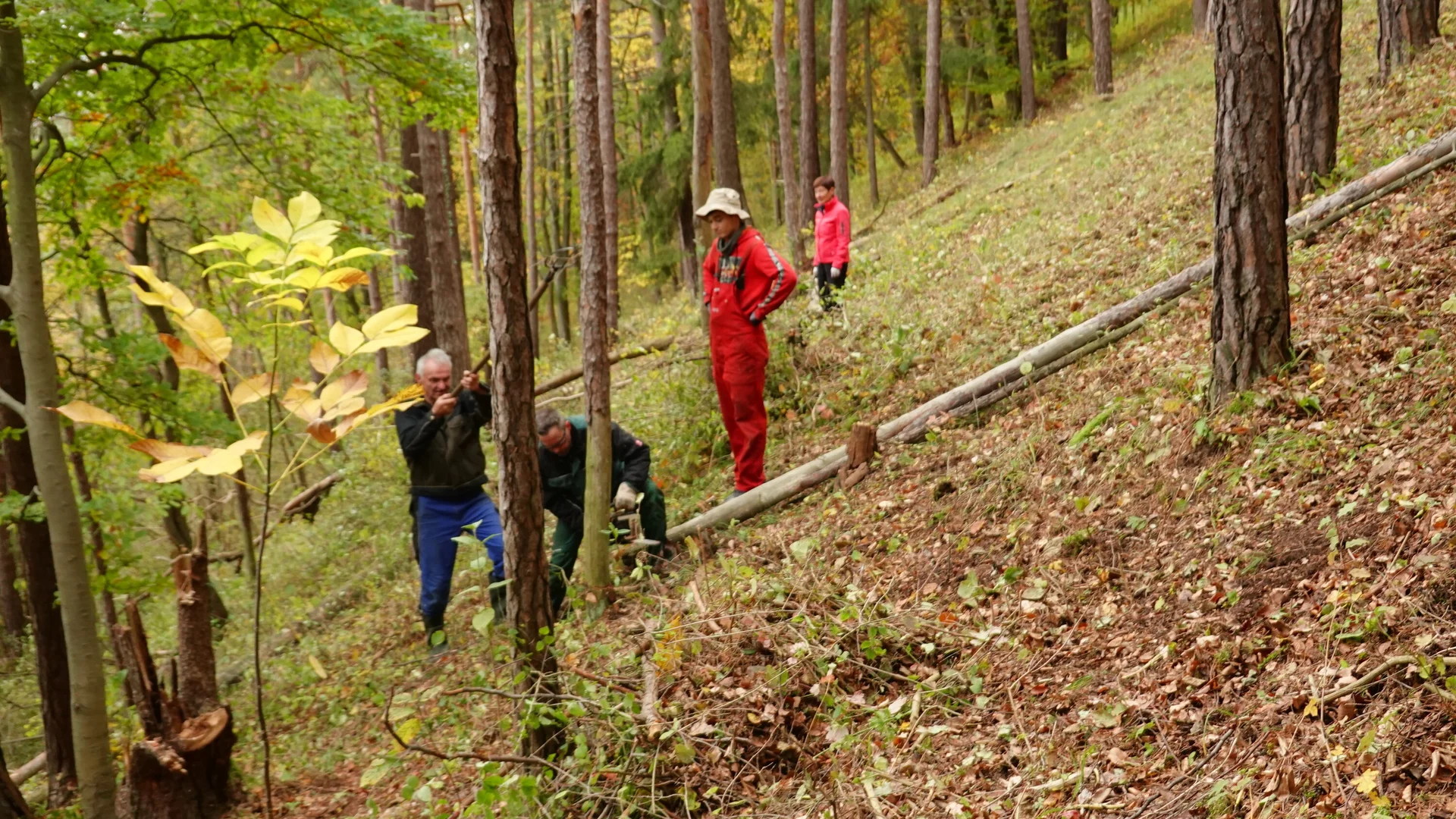 Auch ein paar Bäume müssen gefällt werden | © Gabi Henne