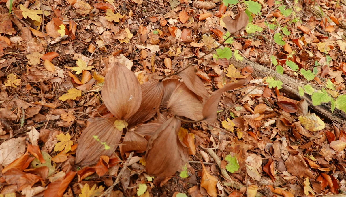 Darum geht´s - ein Frauenschuh | © Gabi Henne