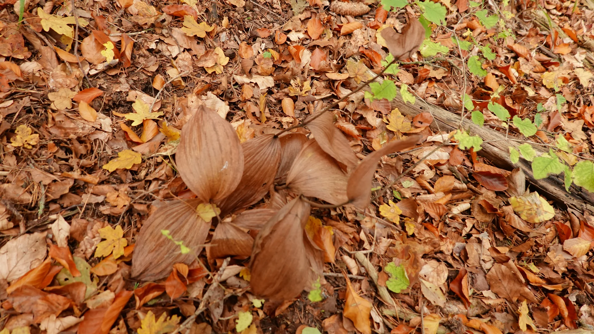 Darum geht´s - ein Frauenschuh | © Gabi Henne