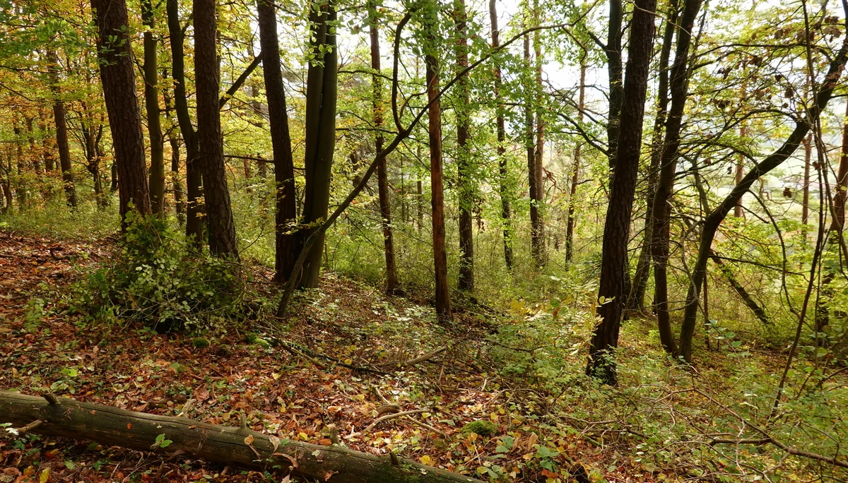 So sieht´s aus - Da haben Orchideen keine Chance | © Gabi Henne