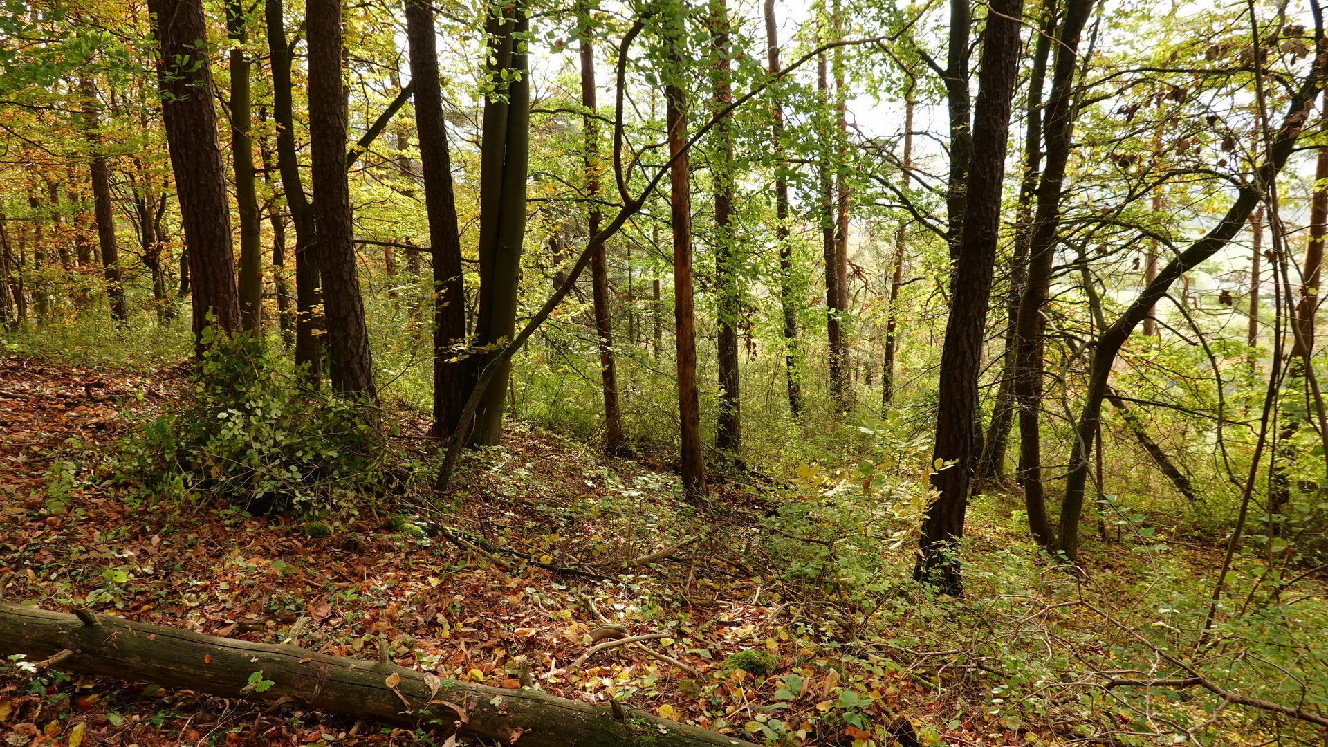 So sieht´s aus - Da haben Orchideen keine Chance | © Gabi Henne